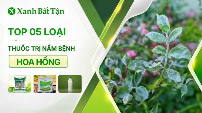 Top 05 loại thuốc trị nấm bệnh hoa Hồng phổ biến hiện nay