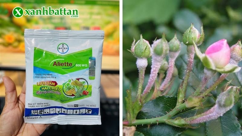 Thuốc trị nấm bệnh Aliette 800WG