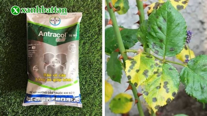 Thuốc trị nấm bệnh Antracol 70WP