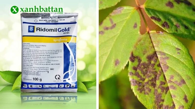 Thuốc trị nấm bệnh phổ rộng Ridomil Gold 68WG