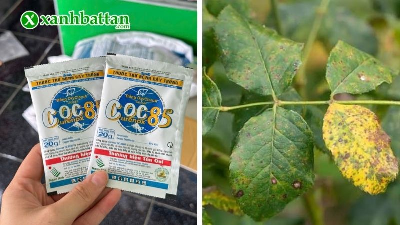 Thuốc trị nấm bệnh Coc 85WP
