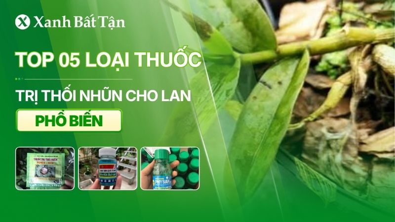 Top 05 loại thuốc trị thối nhũn cho Lan tốt hiện nay