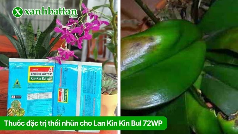Thuốc đặc trị thối nhũn cho Lan Kin Kin Bul 72WP