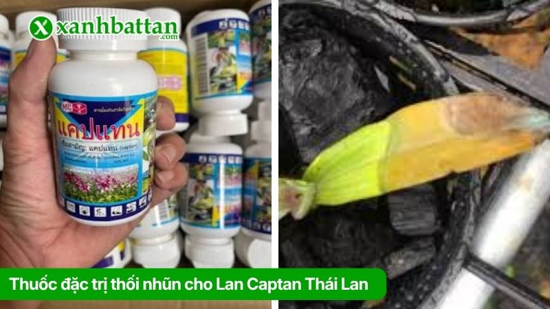 Thuốc đặc trị thối nhũn cho Lan Captan Thái Lan