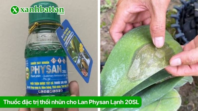 Thuốc đặc trị thối nhũn cho Lan Physan Lạnh 20SL