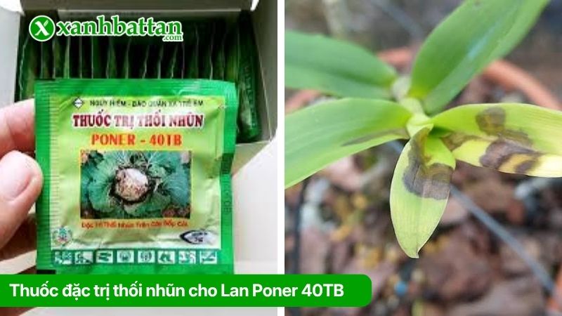 Thuốc đặc trị thối nhũn cho Lan Poner 40TB dạng viên sủi