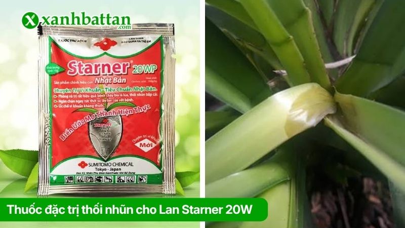 Thuốc đặc trị thối nhũn cho Lan Starner 20W