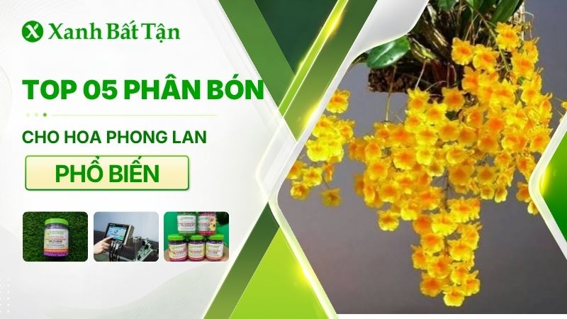 Top 05 phân bón cho hoa Lan tốt hiện nay