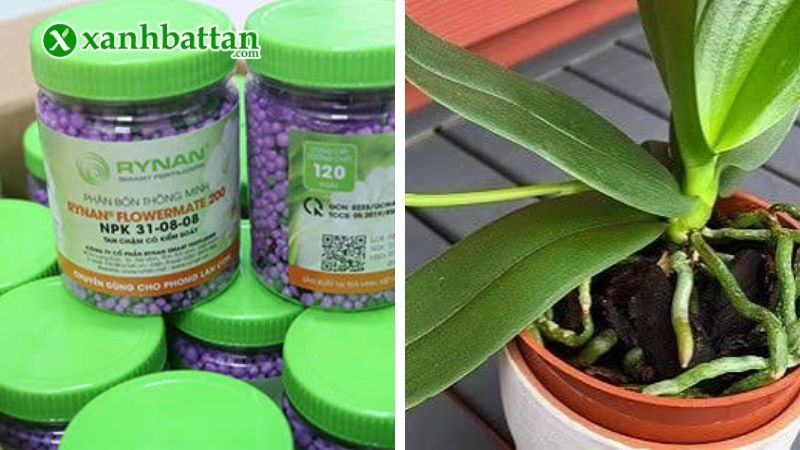 Rynan 200 - Chuyên dụng cho giai đoạn cây con