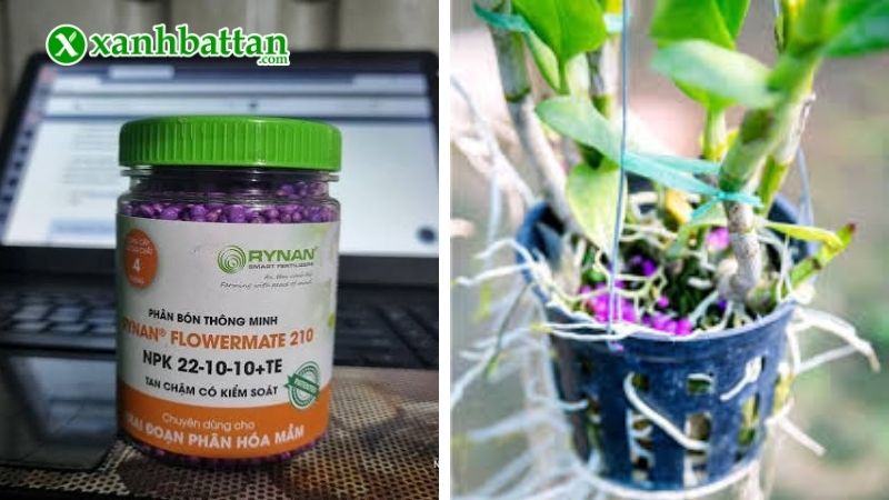 Rynan 210 - Chuyên dụng cho giai đoạn phân hoá mầm