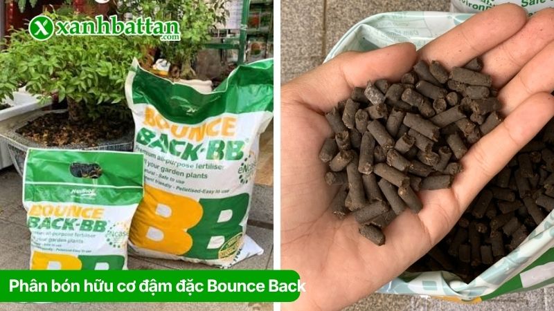 Phân bón hữu cơ đậm đặc Bounce Back