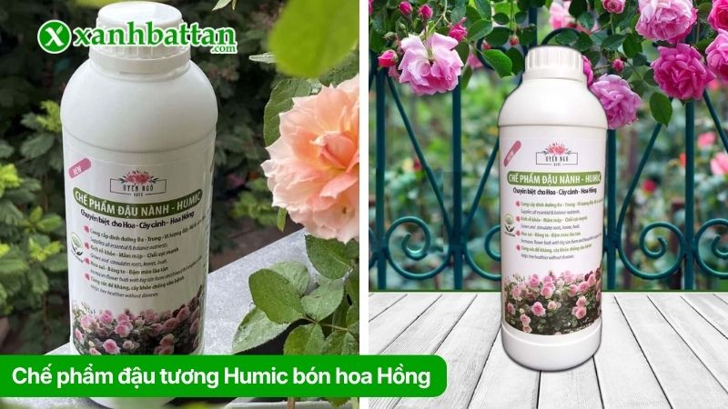 Chế phẩm đậu tương Humic bón hoa Hồng