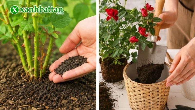 Lưu ý khi sử dụng phân bón hữu cơ bón cho hoa Hồng