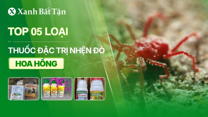 Top 05 thuốc đặc trị nhện đỏ trên hoa Hồng phổ biến hiện nay