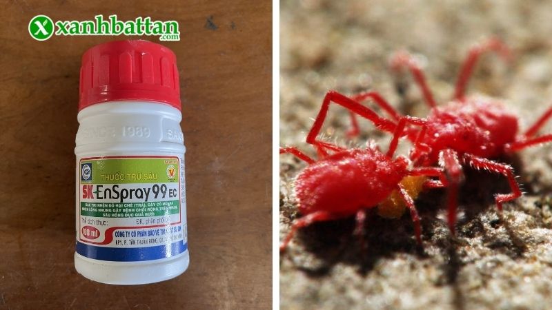 Dầu khoáng SK Enspray 99EC trừ nhện đỏ