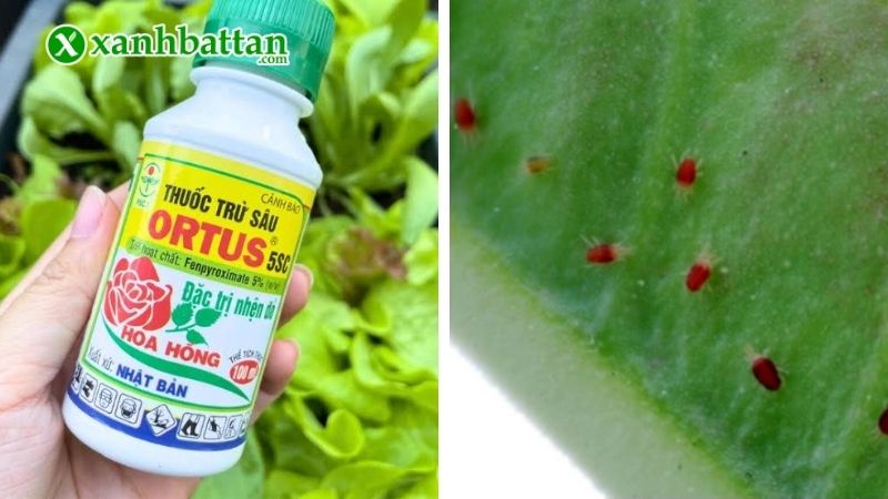 Thuốc đặc trị nhện đỏ Ortus 5SC