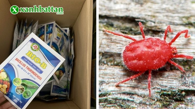 Chế phẩm sinh học đặc trị nhện đỏ Bio B