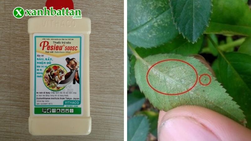 Thuốc đặc trị nhện đỏ Pesieu 500SC