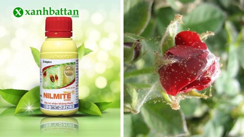 Thuốc đặc trị nhện đỏ Nimite 550SC