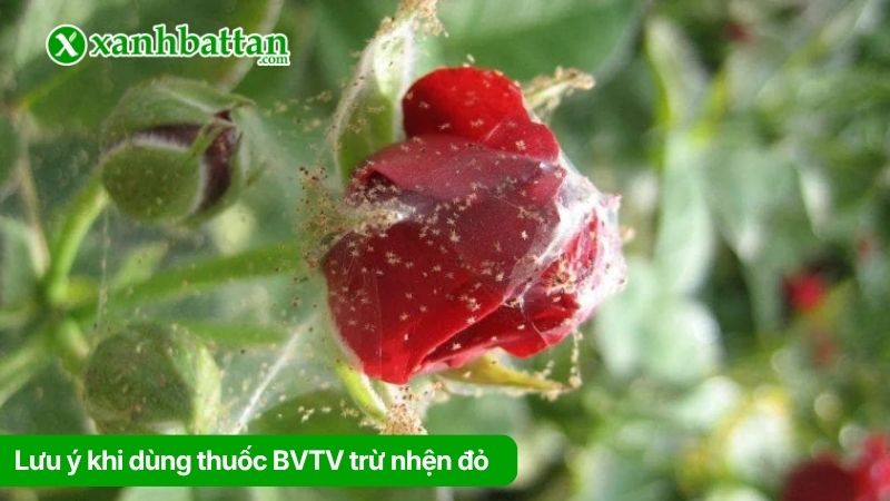 Lưu ý khi sử dụng thuốc bảo vệ thực vật trị nhện đỏ