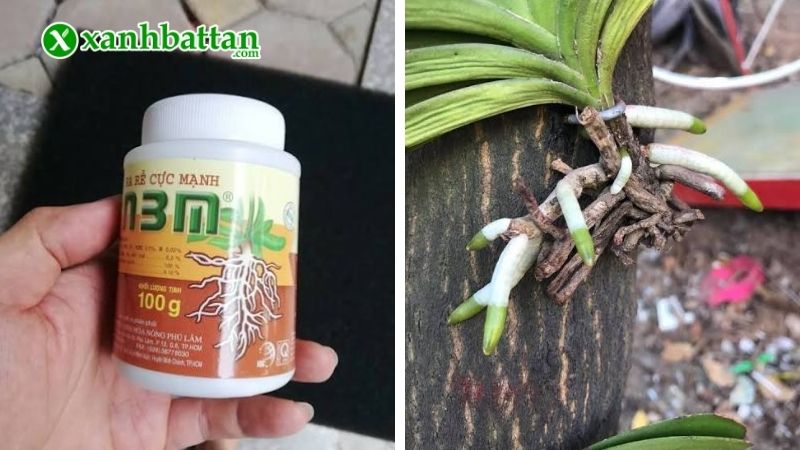 Thuốc kích rễ N3M