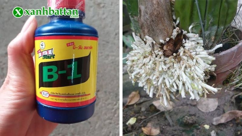 Thuốc kích rễ cho Lan Vitamin B1 Thái Lan