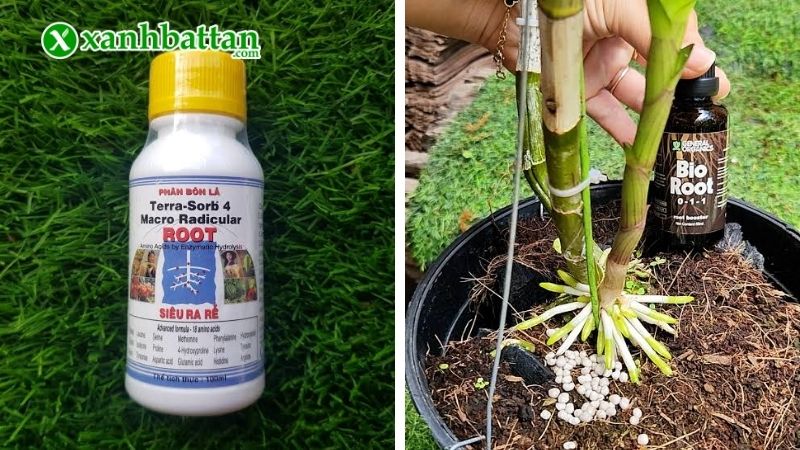 Thuốc kích rễ cho Lan Terra Sorb 4
