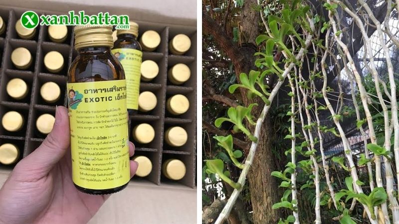 Thuốc kích rễ cho Lan Exotic Của Thái Lan