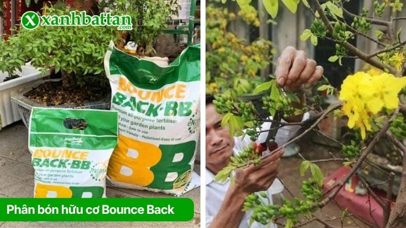 Phân bón hữu cơ Bounce Back nhập khẩu Úc