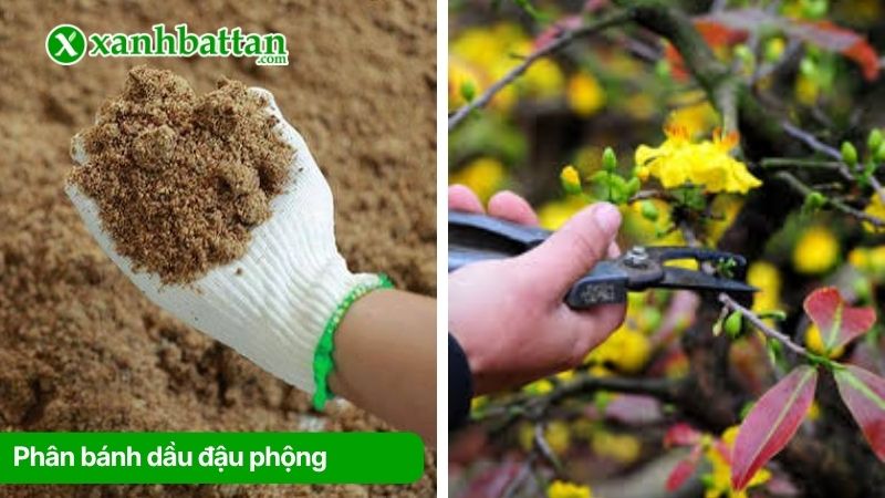 Phân bánh dầu đậu phộng hữu cơ