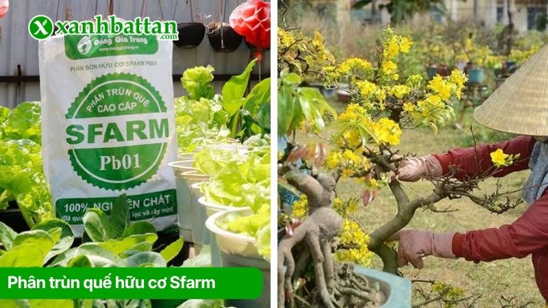 Phân trùn quế hữu cơ Sfarm