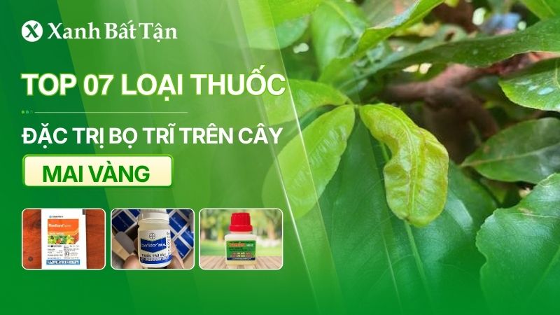 Top 07 loại thuốc đặc trị bọ trĩ trên cây Mai vàng phổ biến
