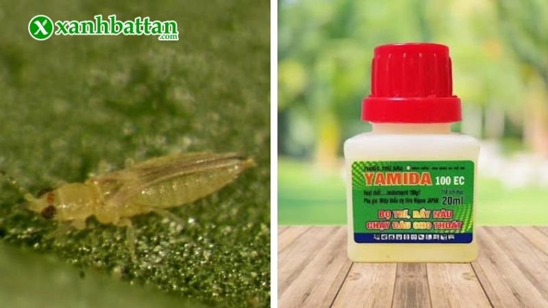 Thuốc trị bọ trĩ Yamida 100 EC