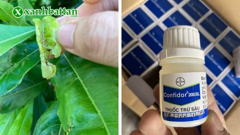 Thuốc trị bọ trĩ Confidor 20SL