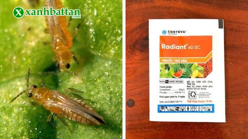 Thuốc trị bọ trĩ sinh học Radiant 60SC