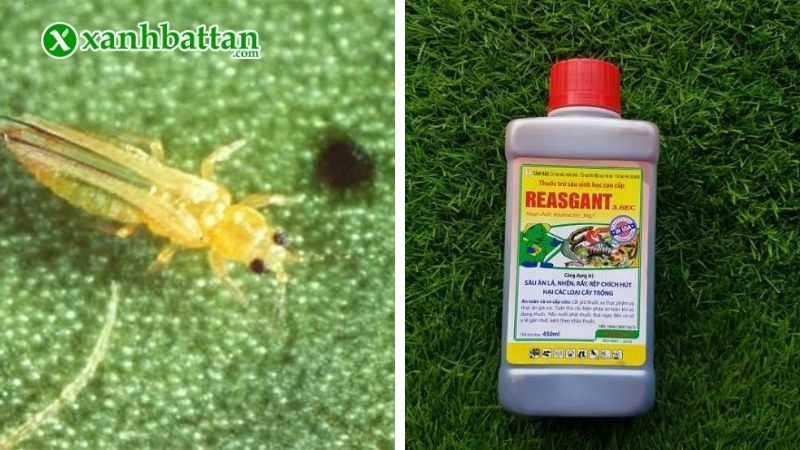Thuốc trị bọ trĩ lưu dẫn Reasgant 3.6EC