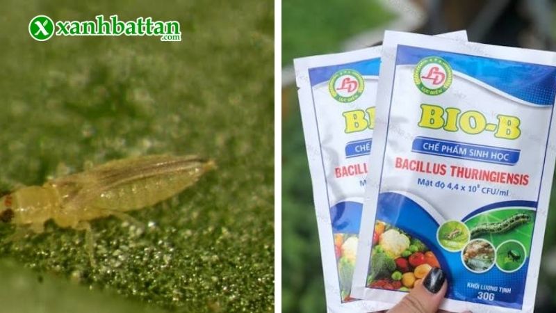 Thuốc trị bọ trĩ sinh học Bio B