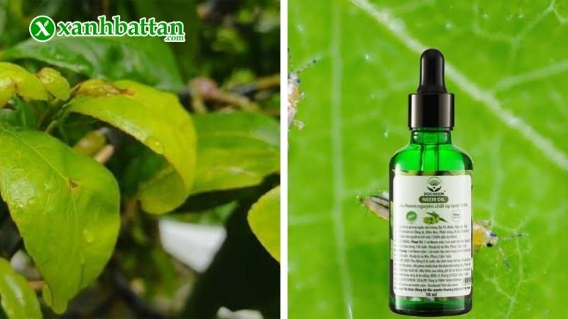 Thuốc trừ bọ trĩ sinh học Dầu Neem (Neem Oil)