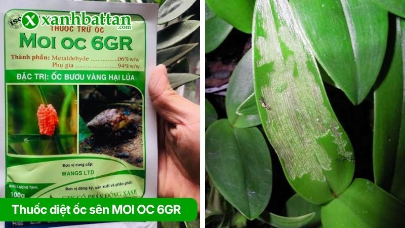 Thuốc diệt ốc sên MOI OC 6GR