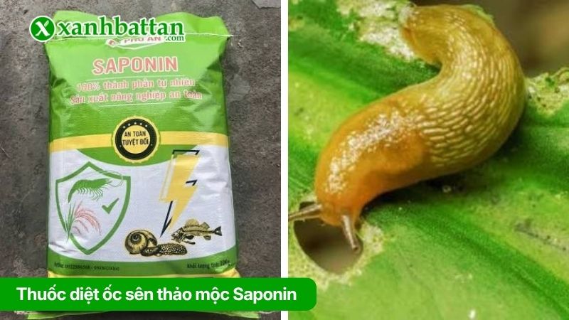 Thuốc diệt ốc sên thảo mộc Saponin