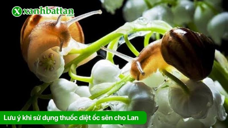 Lưu ý khi sử dụng thuốc diệt ốc sên cho Lan