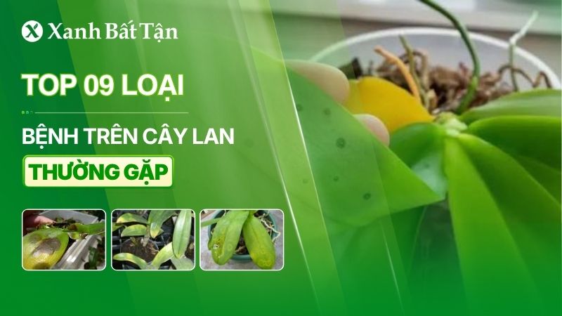 Top 09 loại bệnh trên Lan thường gặp vào mùa mưa