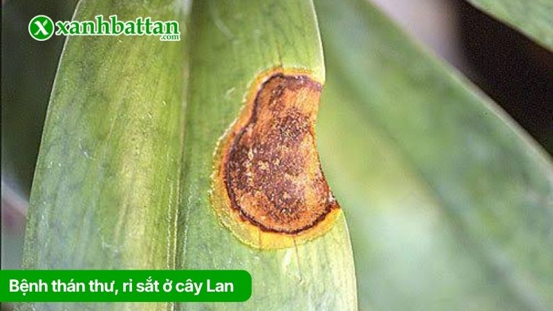 Bệnh thán thư, rỉ sắt ở cây Lan