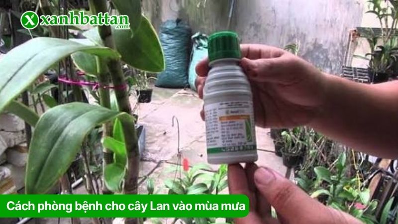 Cách phòng bệnh cho cây Lan vào mùa mưa
