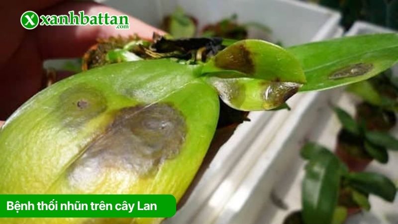 Bệnh thối nhũn trên cây Lan
