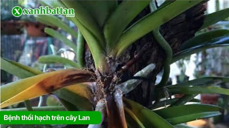Bệnh thối hạch trên cây Lan