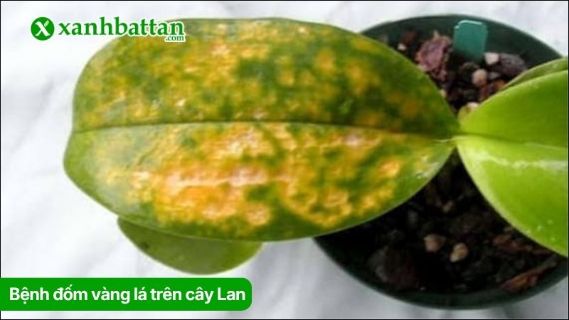 Bệnh đốm vàng lá trên cây Lan