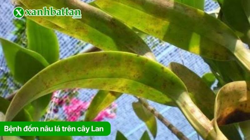 Bệnh đốm nâu lá trên cây Lan