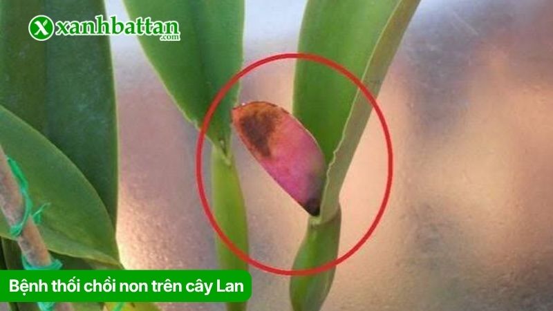 Bệnh thối chồi non trên cây Lan