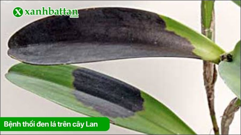 Bệnh thối đen lá trên cây Lan